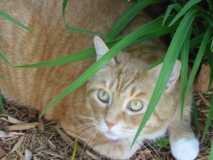 florida and safari 023