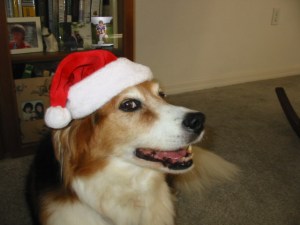 adorable christmas bailey