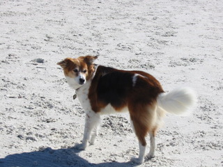 BAILEY FAV PIC SMALL