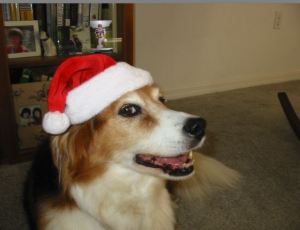 Bailey's Santa Look!