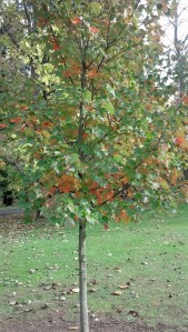 Baileys tree fall 2013