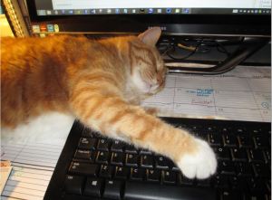 Saafari writes to Bailey