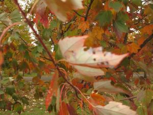 bailey's tree leaves fall 2013