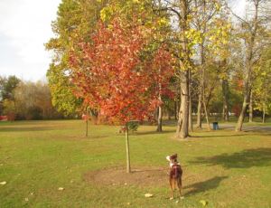 Joy looks up at baileys tree