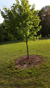 Bailey's tree June, 2014