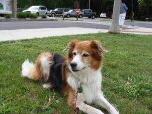 Bailey girl