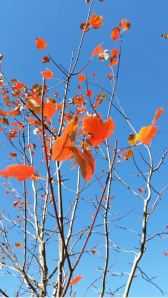 baileys tree fall 2014 naked leaves 4