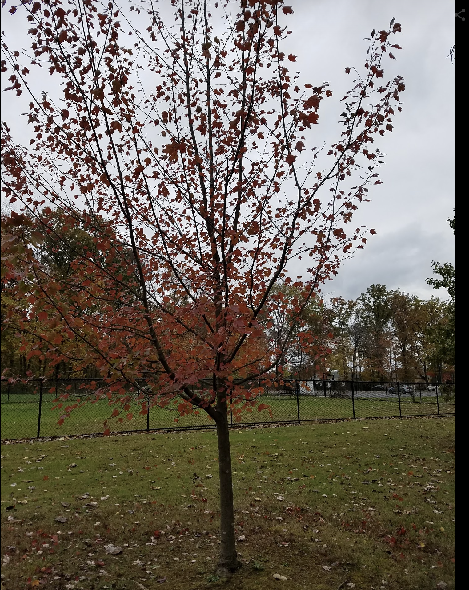 Screen Shot 2017-11-06 at 10.19.12 AM.png